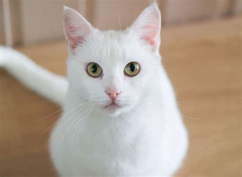 The Best White Cat Breeds to Keep as Pets