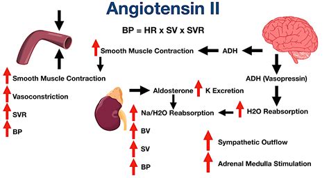 Angiotensin Ii Causes Which of the Following Effects - MakenziekruwMcmahon