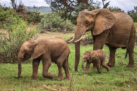 African Elephant Mom And Baby