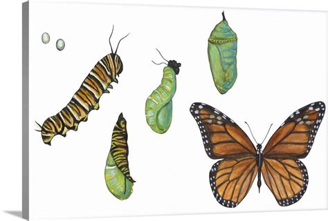 Monarch Butterfly Metamorphosis (Danaus Plexippus) Wall Art, Canvas ...