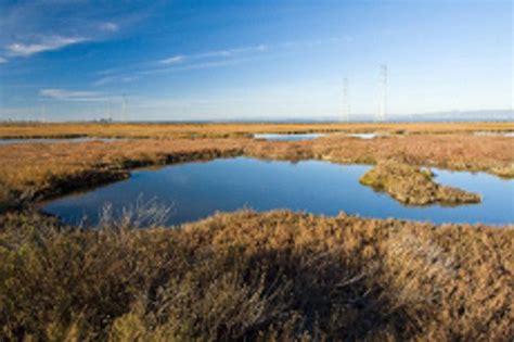 Santa Venetia Marsh in San Rafael | Nature conservation, San, Tourist