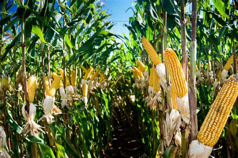 Maize Crop — Stock Photo © xicoputini #5351752