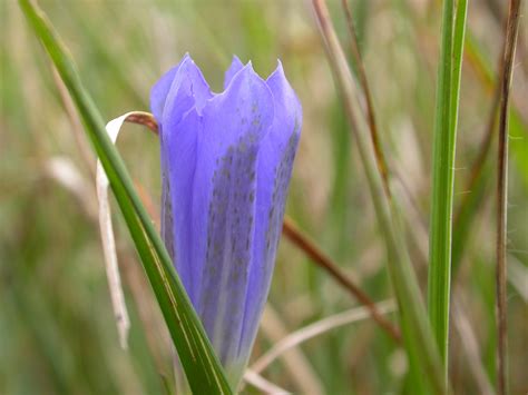 Ashdown Forest - Sussex Botanical Recording Society