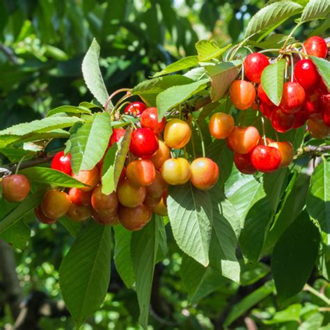 Rainier Cherry trees for Sale at Arbor Day's Online Tree Nursery ...