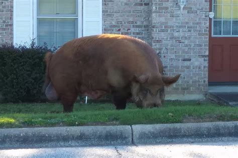 There's a very large animal loose in Alabama, and it's going hog wild ...