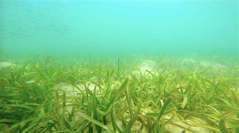 Seagrass Habitats