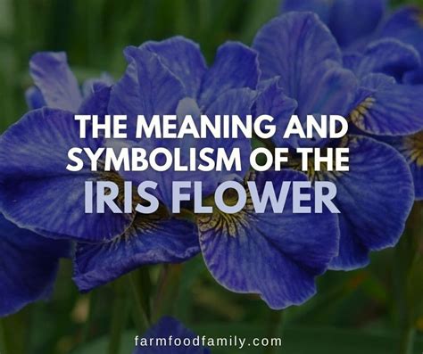 Iris Flower Meaning and Symbolism: What Does the Iris Mean?