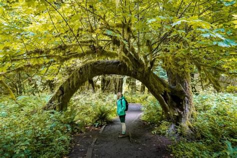 3 Incredible Hoh Rainforest Hikes in Olympic National Park - Uprooted ...