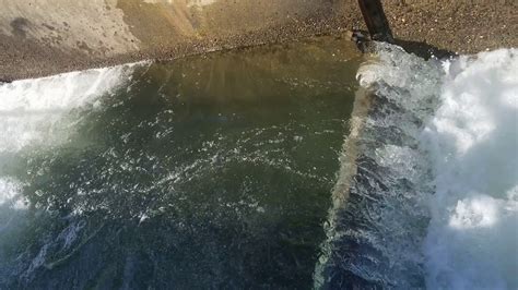 Salmon in the fish ladder at the Folsom Hatchery - YouTube