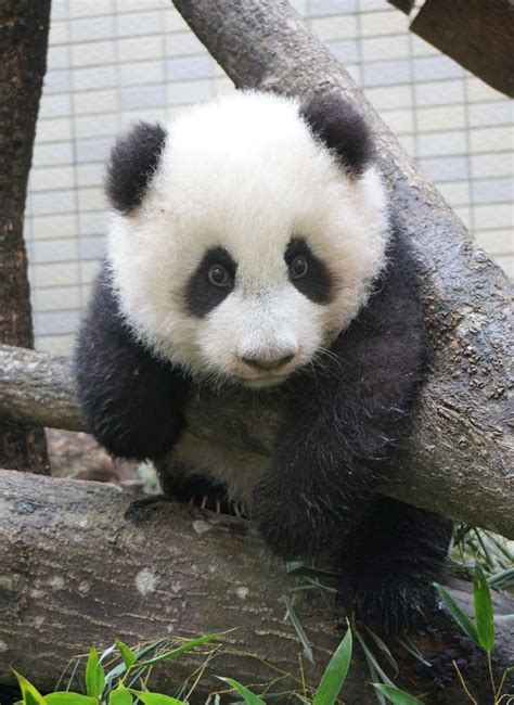 30 best images about Baby panda bears on Pinterest | San diego, Panda ...