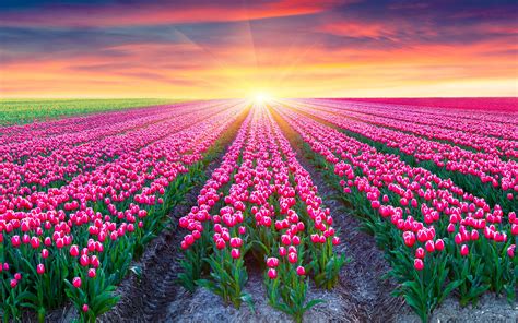 Download Wallpaper Tulips Field, Pink Tulips, Netherlands, Sunrise ...