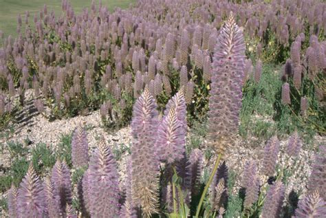 Stunning Arid Plant: Ptilotus exaltatus – Mallee Design