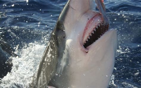 How Many Teeth Do Sharks Have? | Wonderopolis