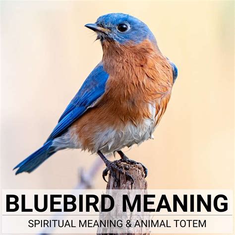 The Bluebird Meaning | A Full Guide to Understanding Bluebird Symbolism ...