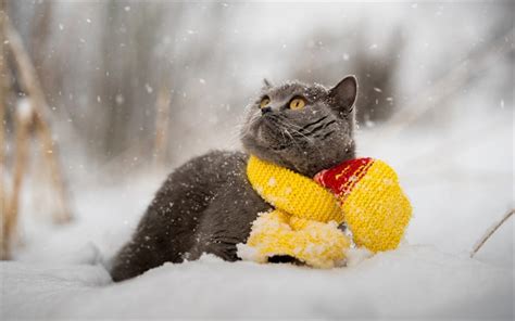 Download wallpapers British Shorthair cat, winter, snow, cute animals ...