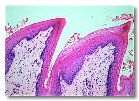 Digestive system I | Veterinary Histology