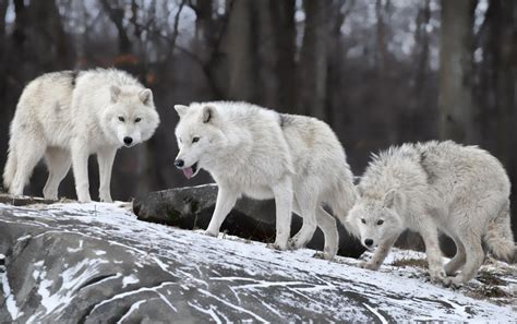 white wolf pack photo | One Big Photo