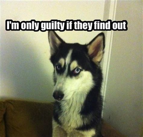 guilty dog - Dump A Day