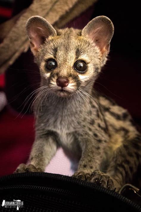 GENET BABIES - JOHANNESBURG WILDLIFE VETERINARY HOSPITAL NPC