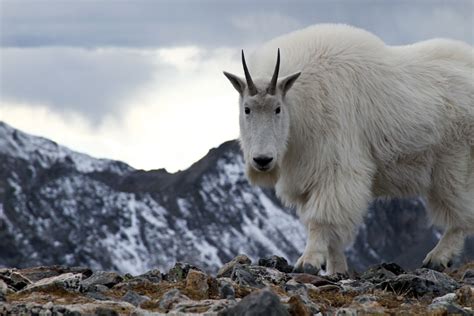 The Mountain Goat | Basic Facts and Photos | The Wildlife