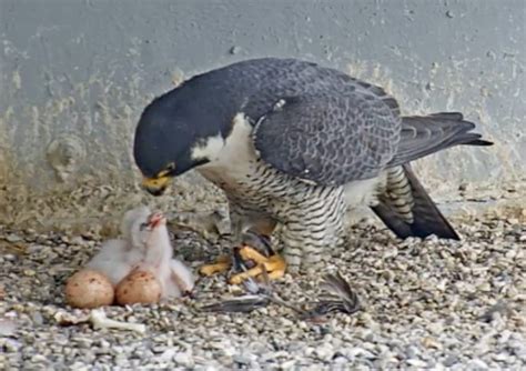 Falcon Images: Peregrine Falcon Nesting Season Uk