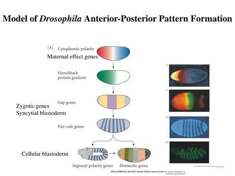 PPT - Model of Drosophila Anterior-Posterior Pattern Formation ...