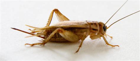 How to Breed Crickets - Your Insect Breeding Learning Centre