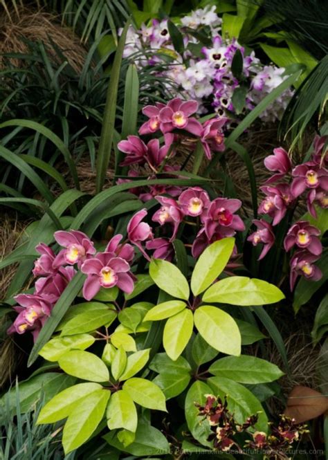 More Orchids In A Tropical Clearing | Beautiful Flower Pictures Blog