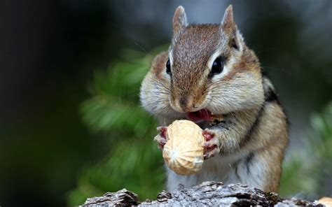 ChipMunk HD Desktop壁纸：宽屏：高清晰度：全屏