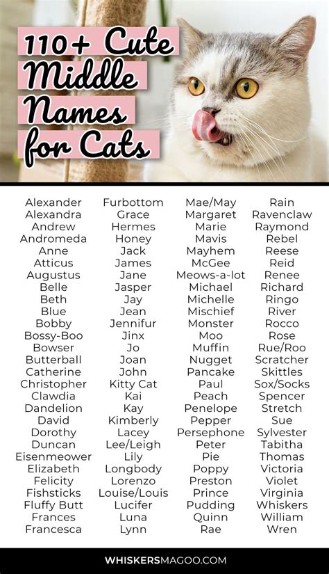 110+ Cute and Funny Middle Names for Cats - Whiskers Magoo | Funny pun ...