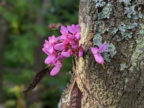 Cercis siliquastrum - Judas tree - The 3 Growbags