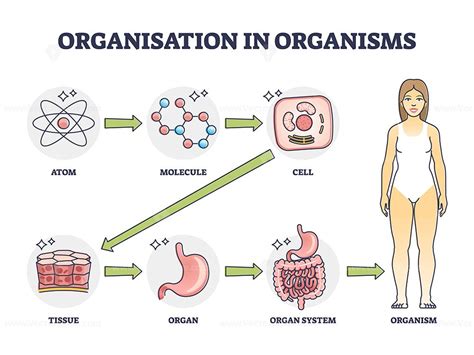 Organisation in organisms with hierarchical level structure outline ...