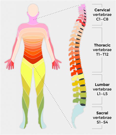 What is a Spinal Cord Injury (SCI)? - First Aid for Free