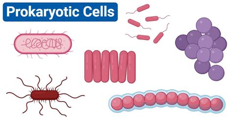 Prokaryotes vs. Eukaryotes (47 Key Differences)