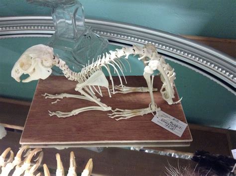 Collecting oddities? Here's a great rabbit skeleton. | Rabbit skeleton ...