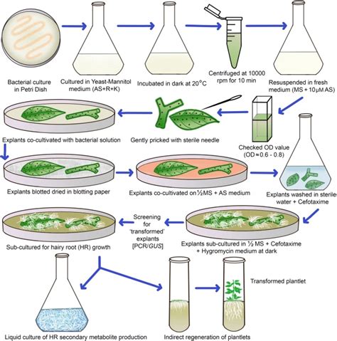 Hairy Root Culture: Definition, Process, and Applications - Plant Cell ...