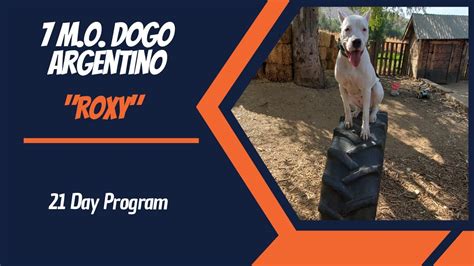 DOGO ARGENTINO / DOG TRAINING - YouTube