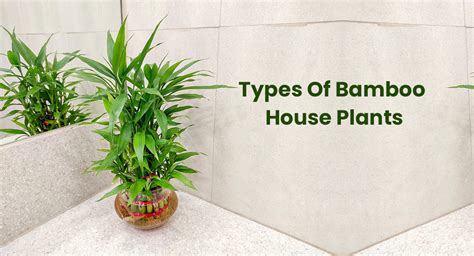 Different Types Of Bamboo House Plants (Indoor Varieties ...