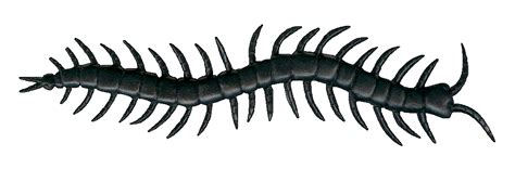 centipede clip art - Clip Art Library