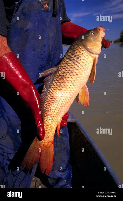 European carp Murray River near Renmark Murray Riverland South ...