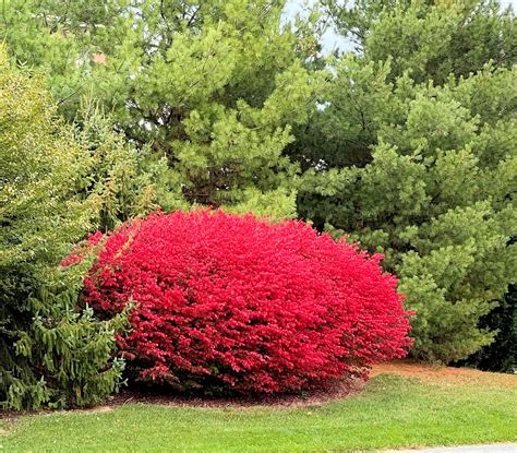 Buy Burning Bush Euonymus Plants Online | Stadler Nurseries