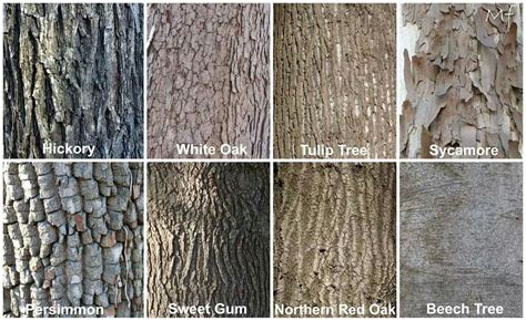 Tree bark | tree bark identification | Pinterest | Trees