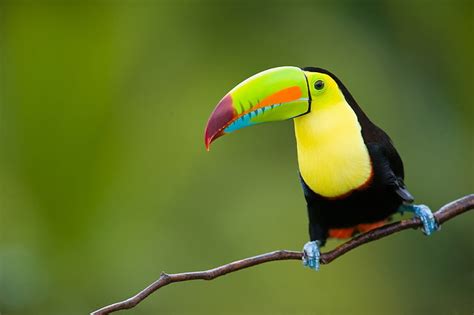 Toucan 1080P, 2K, 4K, 5K HD wallpapers free download | Wallpaper Flare