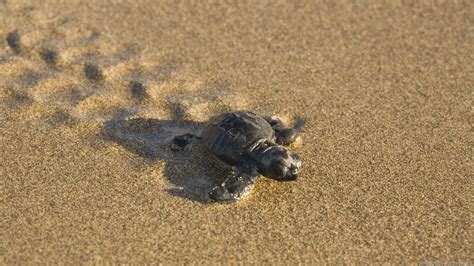 Cute Turtle Wallpapers - Wallpaper Cave