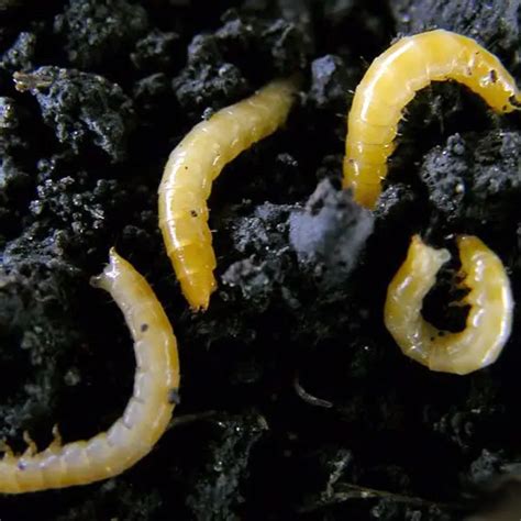 Get Rid of Maggots | Pest Guide