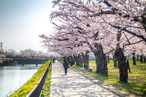 Cherry Blossom Viewing - Hokkaido Guide