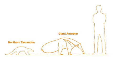 Giant Anteater (Myrmecophaga tridactyla) Dimensions & Drawings ...