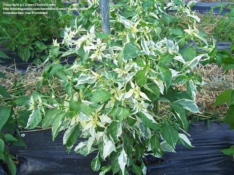 PlantFiles Pictures: Pepper 'Fish' (Capsicum annuum) by GreenThumbGreen