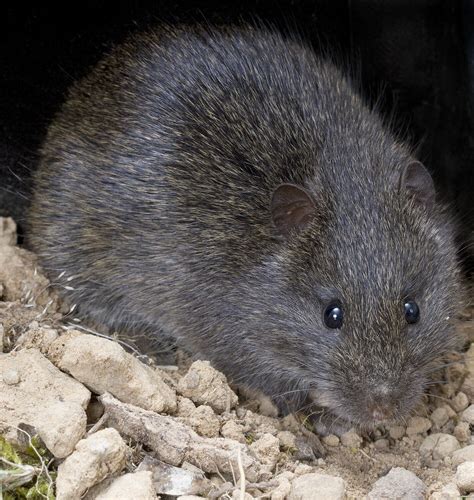 Rattus lutreolus (Gray, 1841), Australian Swamp Rat