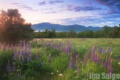 The Sugar Hill Lupine Festival | June's Must-See Event in NH | East ...